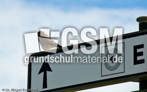 Wanderfalke (1 von 1).jpg